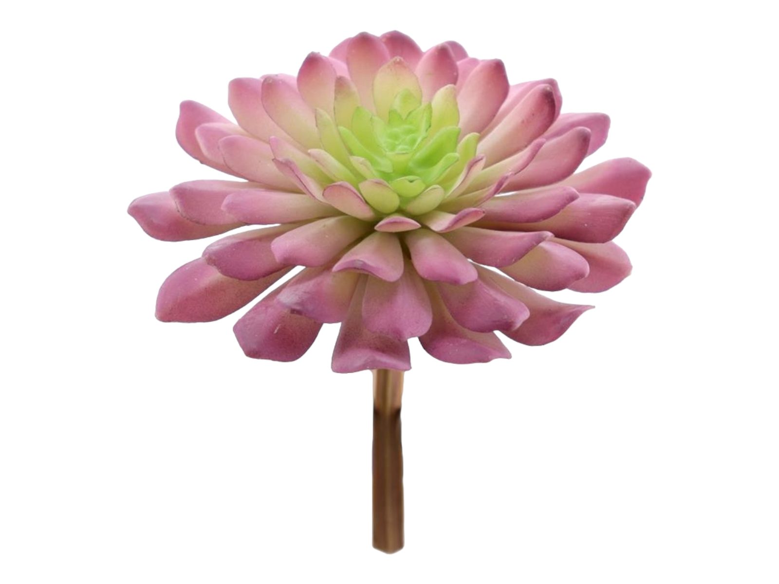 9744-16 SUCULENTA ECHEVERIA ELEGANS - Image 1