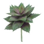 SUCULENTA ALOE STRIATA