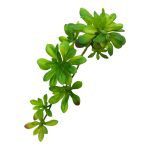 ARTIFICIAL- SUCCULENT