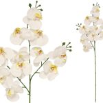 HASTE ORQUIDEA X 11 R/TOUCH-82