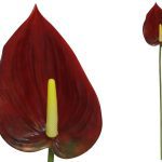 HASTE ANTHURIUM 84 CM