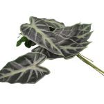 ARTIFICIAL- ALOCASIA MOLHO C/12 21X29CM