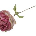 PE PEONIA DRY 62CM