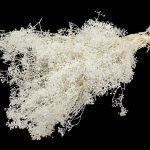 GYPSOPHILA MOHO 50/60 GR. COR:BRANCO