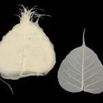 SKELETON LEAVE SACO C/40 COR:BRANCO