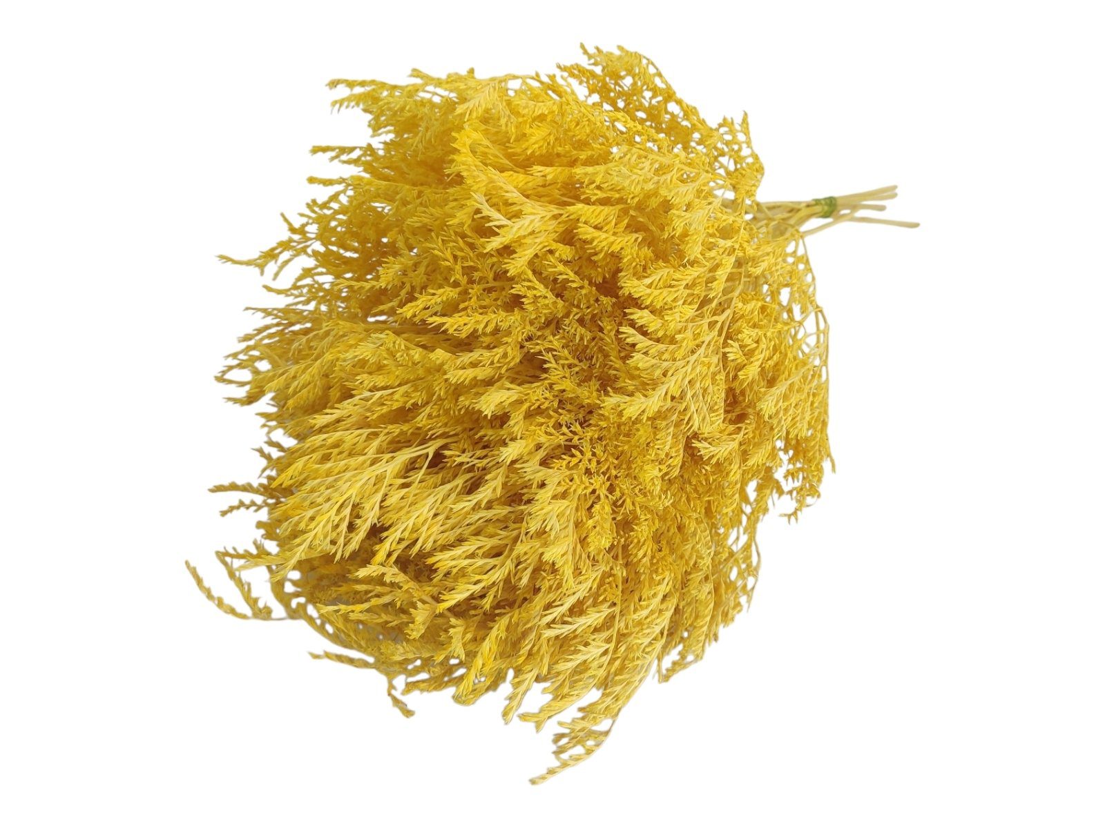 7770-8 GIALLO VIVO LIMONIUM MOLHO 100GR COR:AMARELO - Image 1
