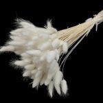 LAGURUS 100GR 55/60CM