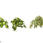 VASO PLANTAS SORTIDAS