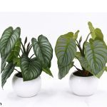 VASO CERAMICA CALATHEA SORTIDOS