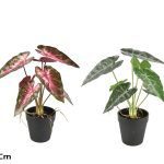 VASO CALADIUM SORTIDOS