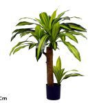 ARVORE DRACENA
