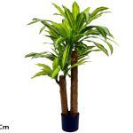 ARVORE DRACENA