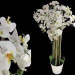 VASO PHALAENOPSIS X12 TOQUE REAL
