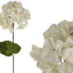 HYDRANGEA PREMIUM VELUDO