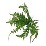 MOLHO FETOS COR:VERDE