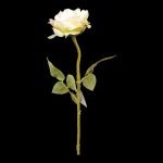 PE ROSA DRY COR:BRANCO