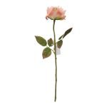 PE ROSA DRY COR:ROSA