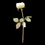 PE ROSA FRANCESA DRY COR:BRANCO