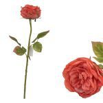 PE ROSA FRANCESA DRY COR:CORAL