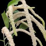 PE AMARANTHUS COR:BRANCO