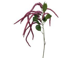 PE AMARANTHUS COR:LILAS