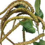 PE AMARANTHUS COR:VERDE