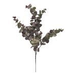 PE EUCALIPTO X12 COR:BORDO