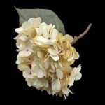 PICO HORTENSIA COR:MARFIM