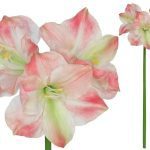 ARTIFICIAL- AMARYLLIS