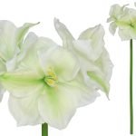 ARTIFICIAL- AMARYLLIS