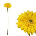 ARTIFICIAL- GERBERA COR:AMARELO