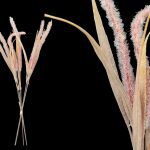 ARTIFICIAL- ATADO SERICURA