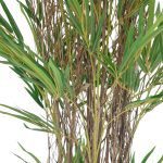 ARTIFICIAL- PLANTA BAMBU 912 FOLHAS 150CM