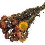 HELYCRYSUM 30/40CM 100GR COR:LARANJA