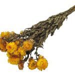 HELYCRYSUM 30/40CM 100GR COR:AMARELO