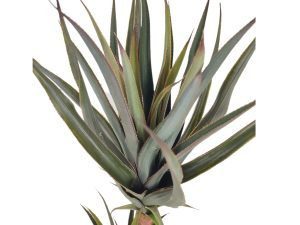 PLANTA ARTIFICIAL 