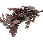 EUCALIPTO ESPIRAL PRESERVADO 50/80CM