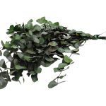 EUCALIPTO ESPIRAL PRESERVADO 50/80CM