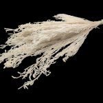 LICOPODIUM LONGO PRESERVADO 40/50CM