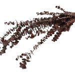 EUCALYPTUS BEBE PRESERVADO 60/75CM 150GR COR:CAST.