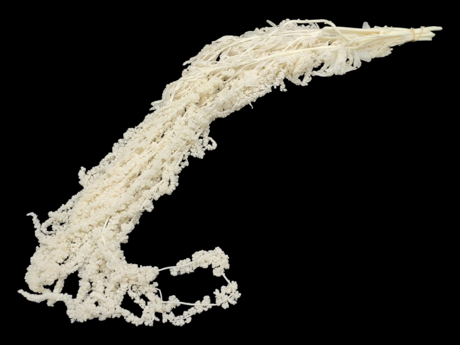 6064-4 WHITE AMARANTHUS PRESERVADOS 30/60CMS 200/250GR COR:BRANCO - Image 1