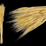 MOLHO TRITICUM