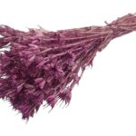 NIGELLA ORIENTAL 50CM APROX. 100GR.