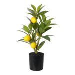 PLANTA ARTIFICIAL- LIMOEIRO