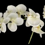 PHALAENOPSIS ARTIFICIAL COR:BRANCA