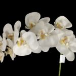 PHALAENOPSIS ARTIFICIAL COR:BRANCA