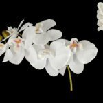 PHALENOPSIS ARTIFICIAL COR:CREME