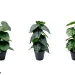 PLANTA DE TOQUE REAL C/15 FOLHAS