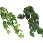 VASO PENDENTE C/51 FOLHAS SORTIDOS