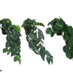 VASO PENDENTE C/51 FOLHAS SORTIDOS